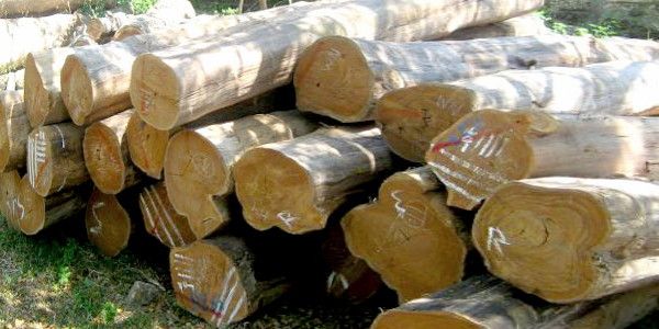 kayu